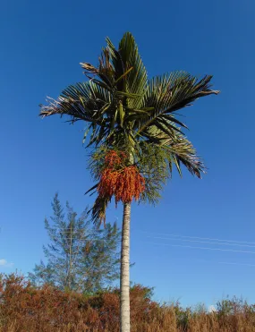 Alexander Palm Seeds Solitaire Palm Ptychosperma elegans 10 Seeds  USA Company