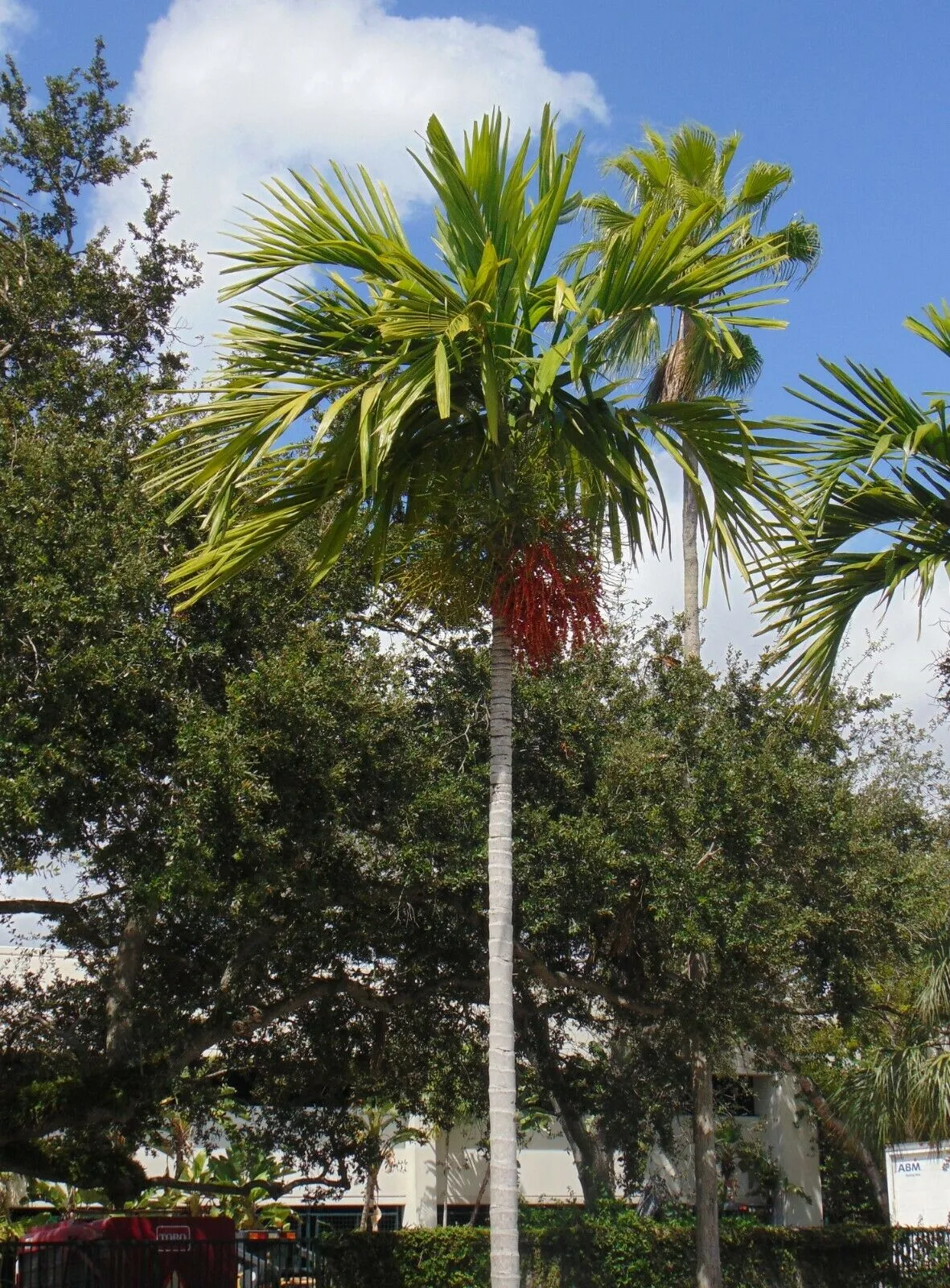 Alexander Palm Seeds Solitaire Palm Ptychosperma elegans 10 Seeds  USA Company