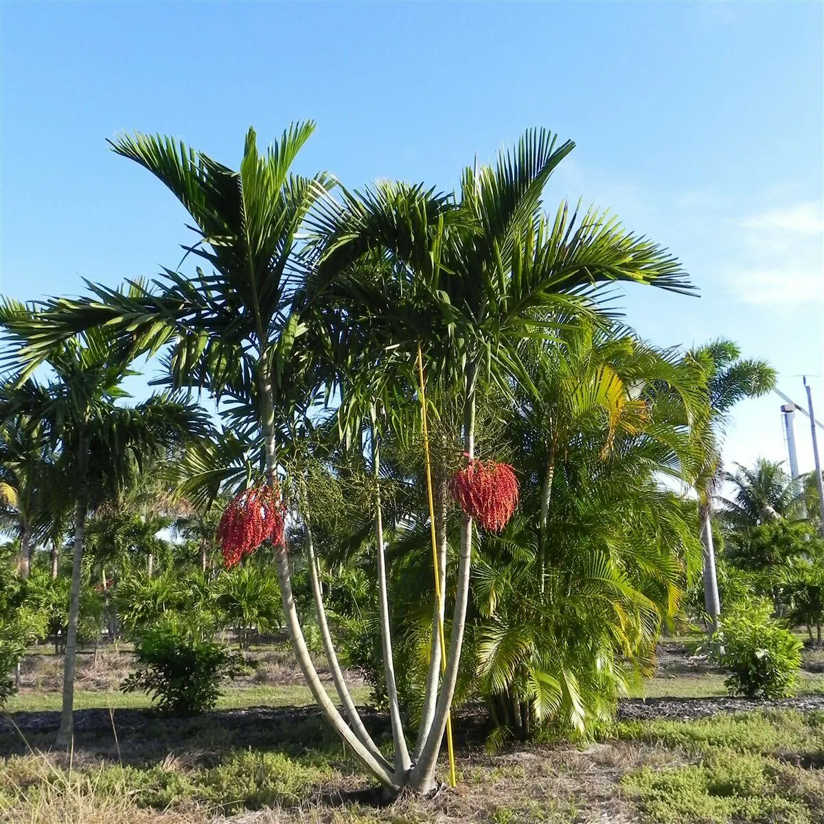 Alexander Palm Seeds Solitaire Palm Ptychosperma elegans 10 Seeds  USA Company