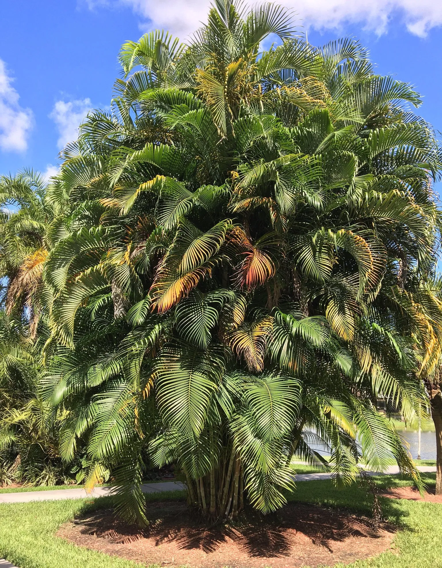 Areca Palm Butterfly Palm Chrysalidocarpus lutescens 10 Seeds  USA Company