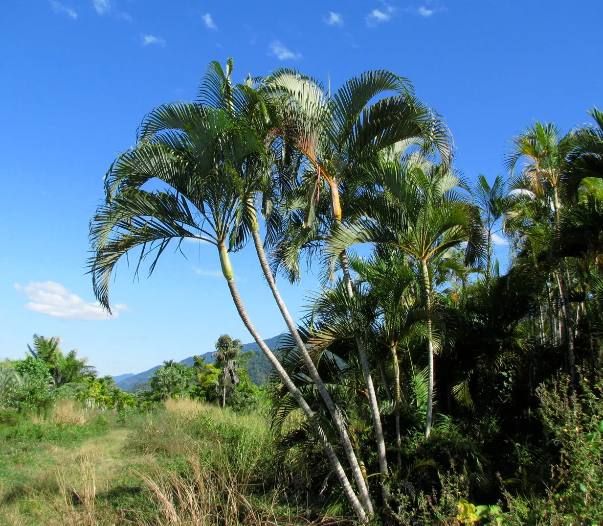 Areca Palm Butterfly Palm Chrysalidocarpus lutescens 10 Seeds  USA Company