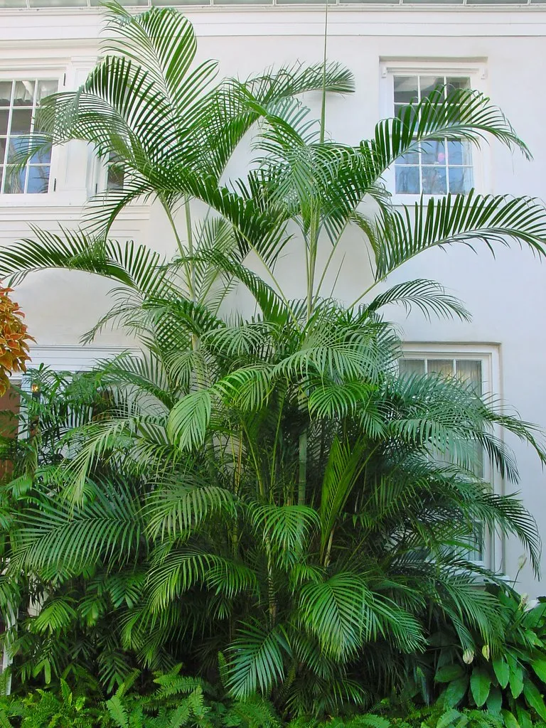 Areca Palm Butterfly Palm Chrysalidocarpus lutescens 10 Seeds  USA Company