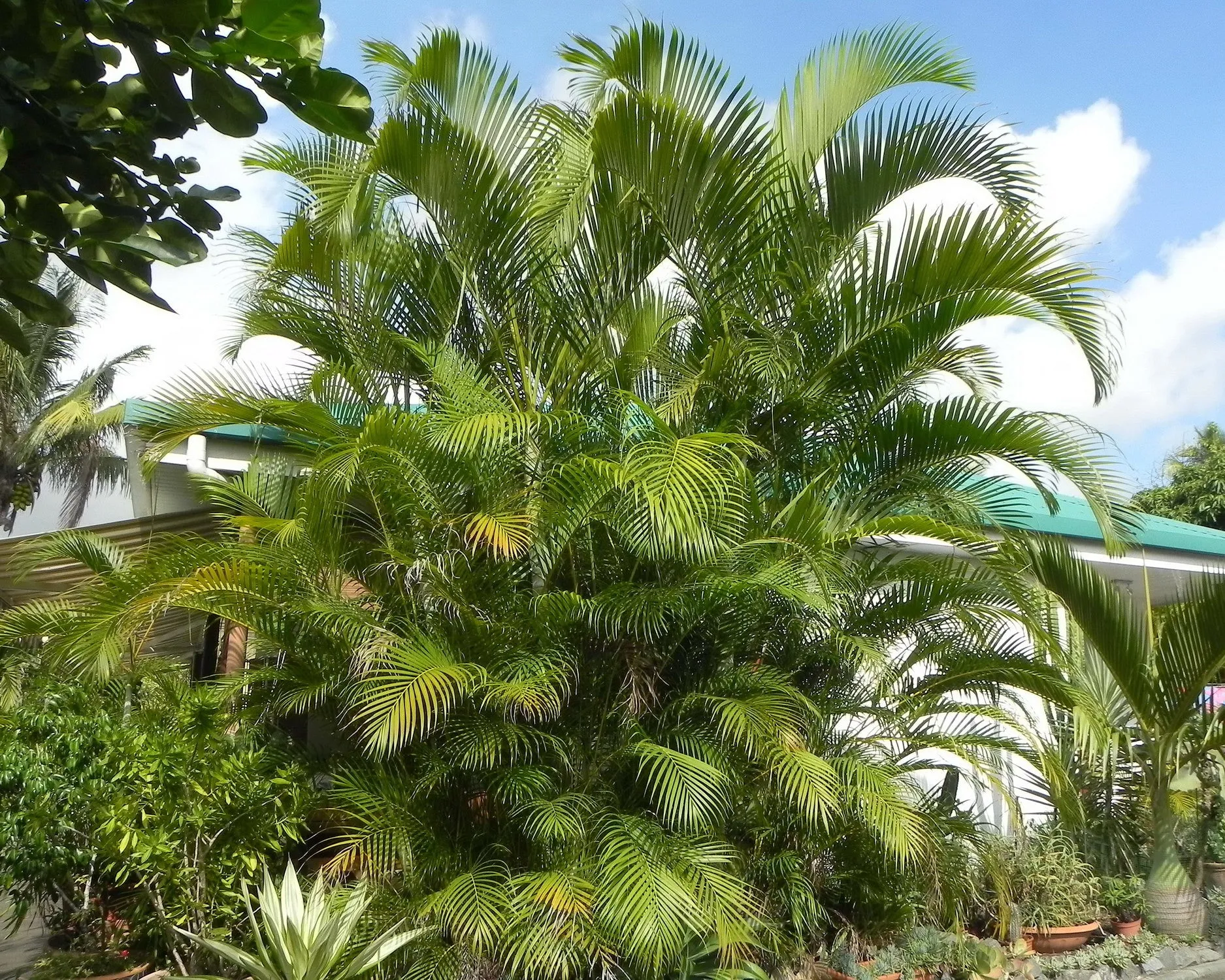 Areca Palm Butterfly Palm Chrysalidocarpus lutescens 100 Seeds  USA Company