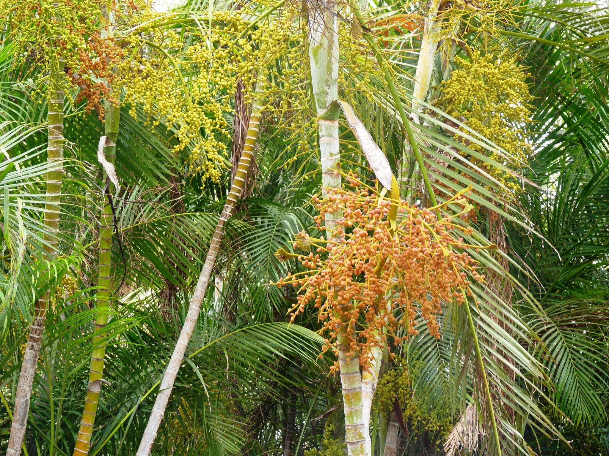 Areca Palm Butterfly Palm Chrysalidocarpus lutescens 100 Seeds  USA Company