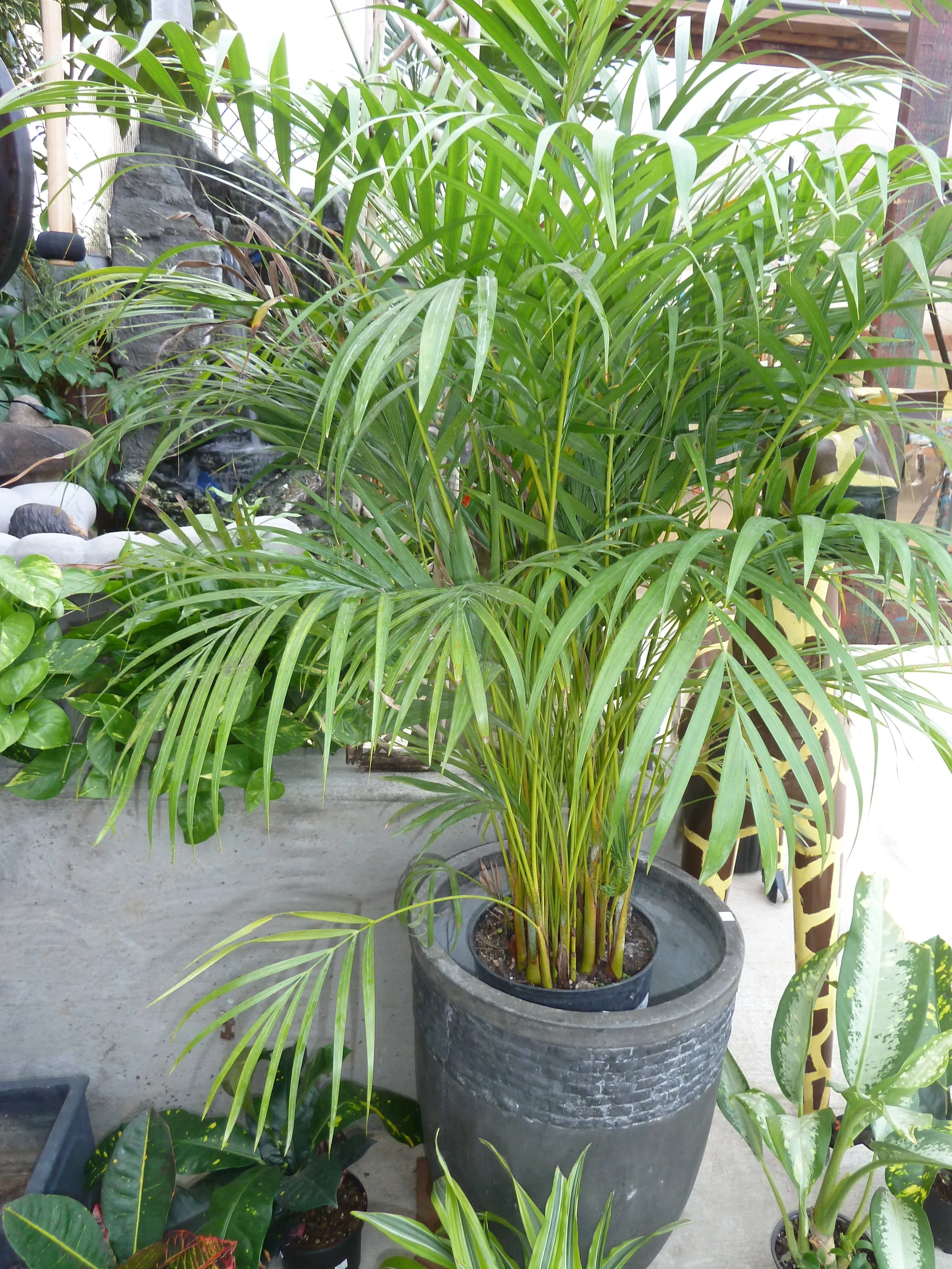 Areca Palm Butterfly Palm Chrysalidocarpus lutescens 100 Seeds  USA Company