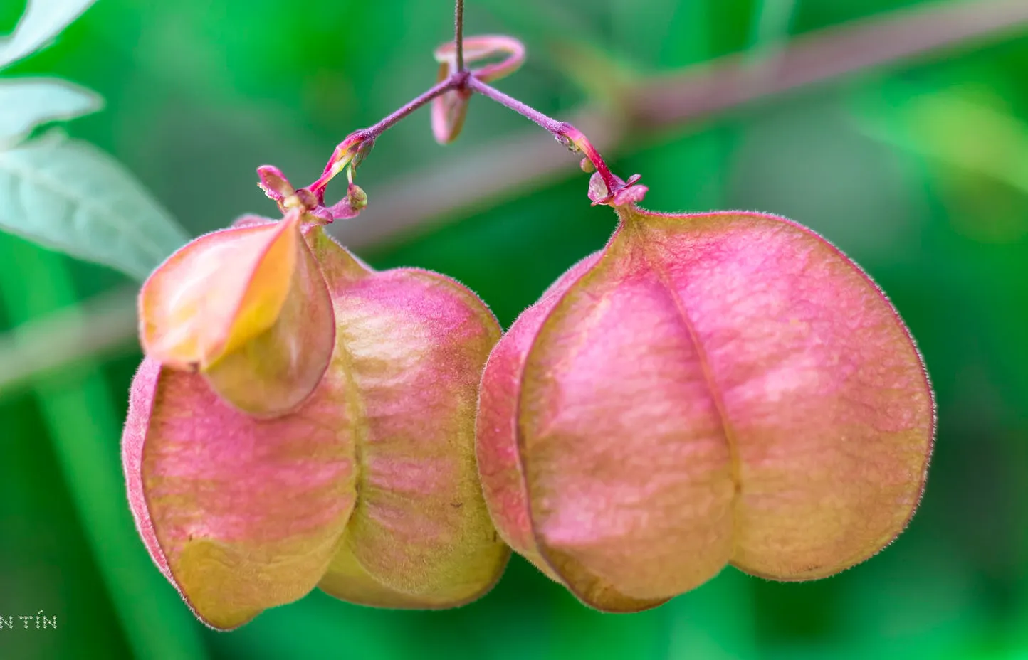 Balloon Vine Love in a Puff Cardiospermum halicacabum 100 Seeds  USA Company