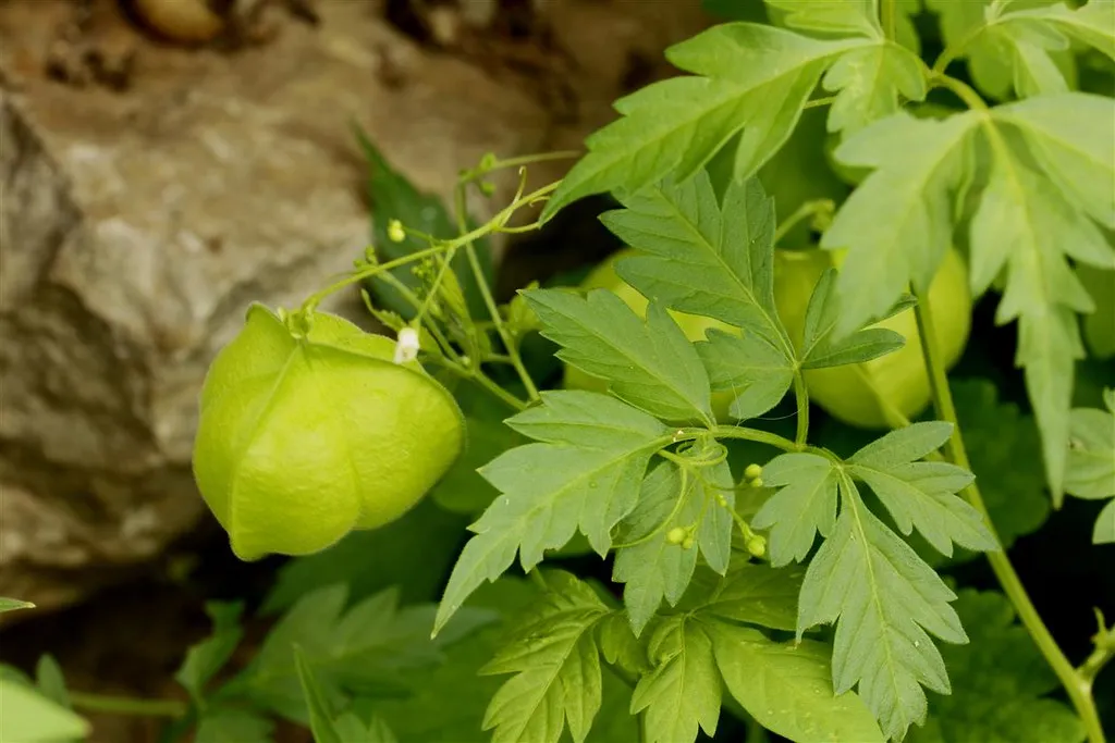 Balloon Vine Love in a Puff Cardiospermum halicacabum 20 Seeds