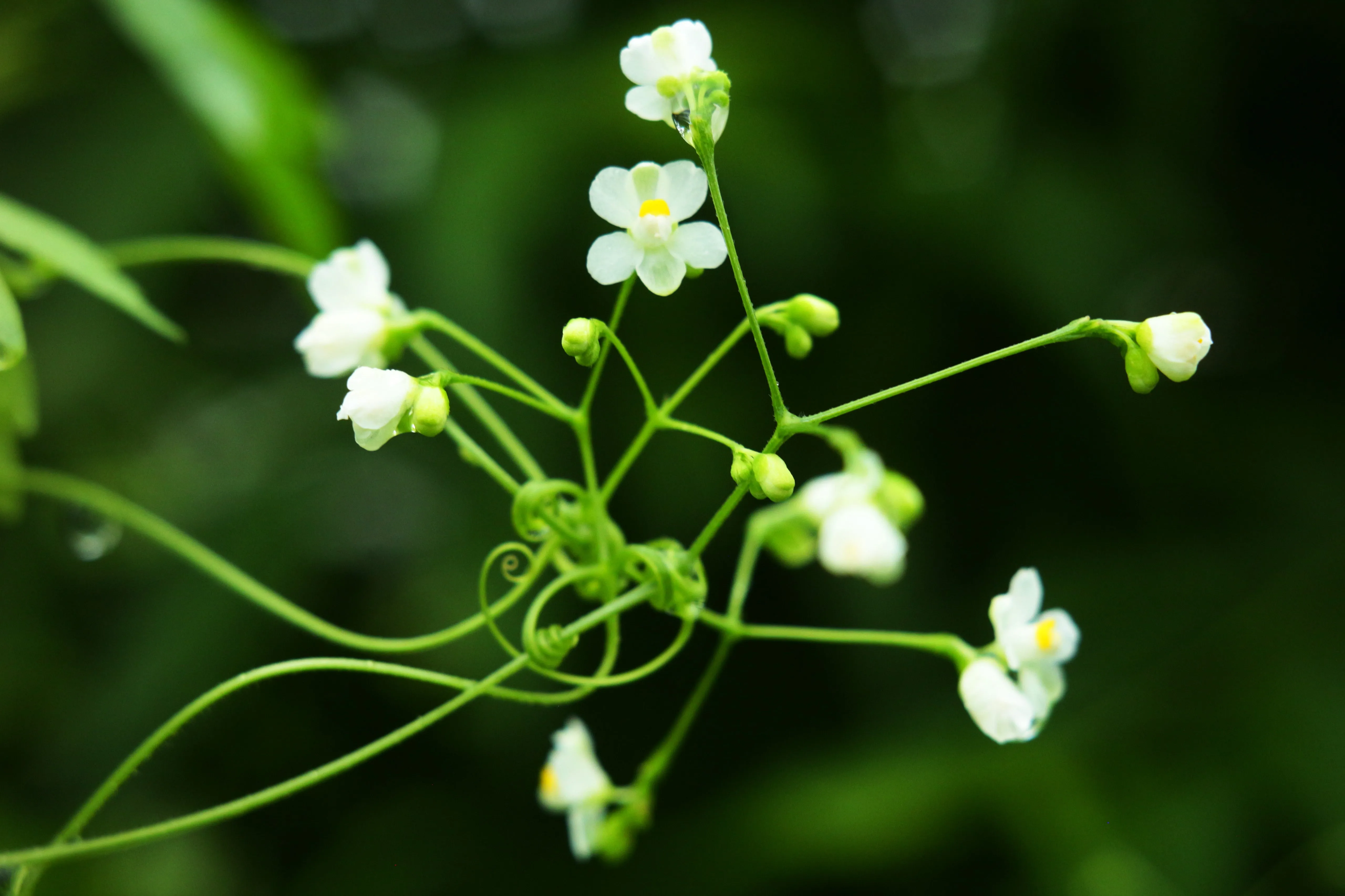 Balloon Vine Love in a Puff Cardiospermum halicacabum 20 Seeds