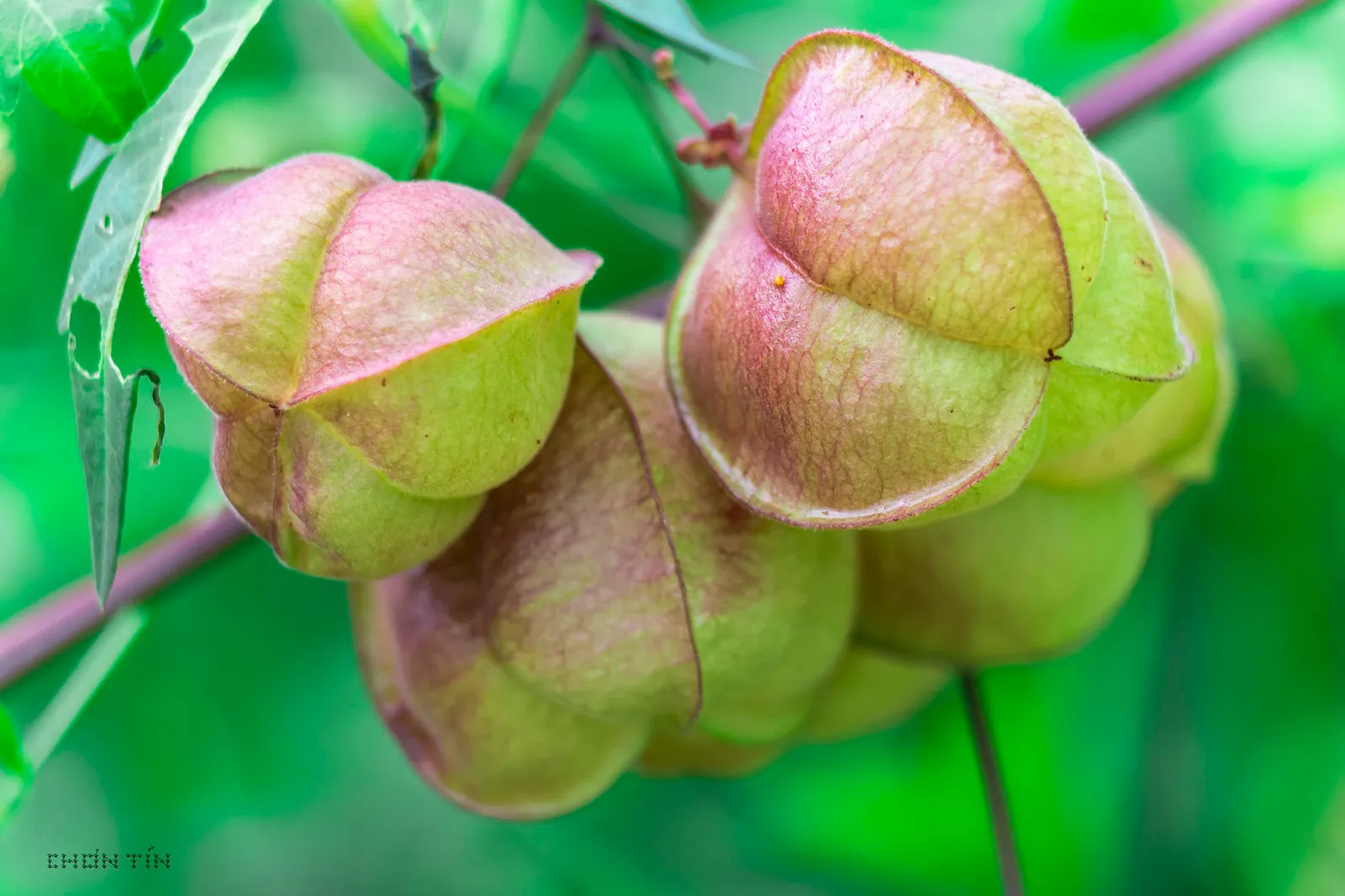 Balloon Vine Love in a Puff Cardiospermum halicacabum 20 Seeds