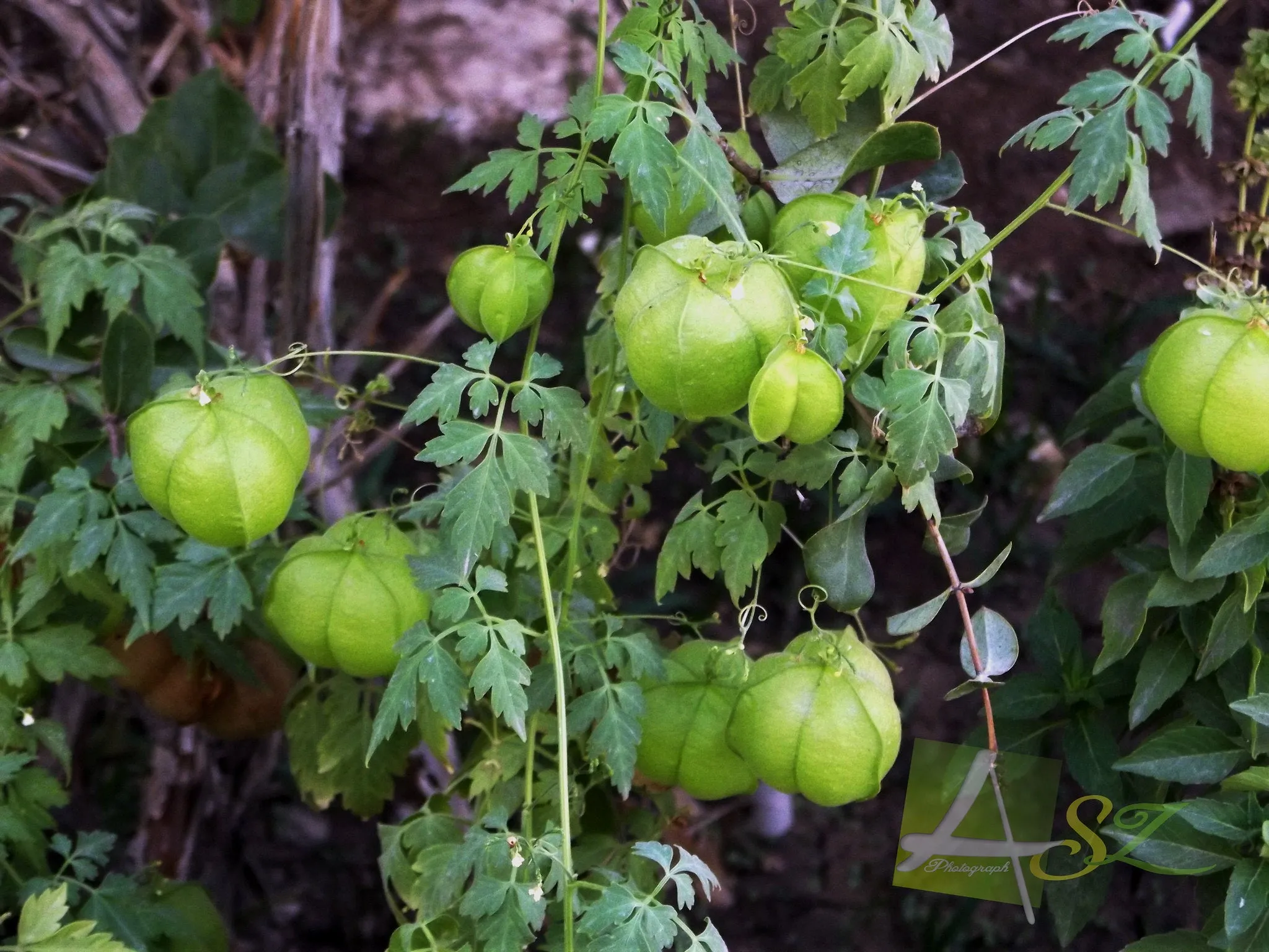 Balloon Vine Love in a Puff Cardiospermum halicacabum 20 Seeds