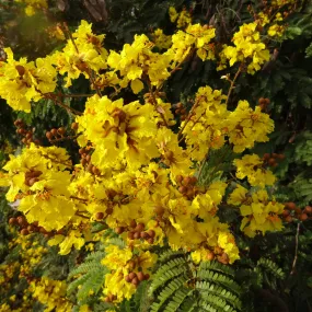 Brighten Your Garden with Peela Gulmohar (Peltophorum) Plant for Sale