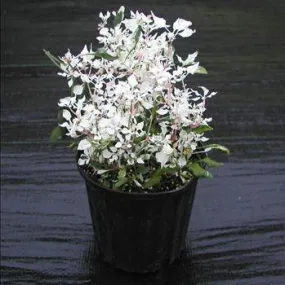 Brilliant White Flowers | Add the Snowy Elegance of Alternanthera Snow Top to Your Garden Today!