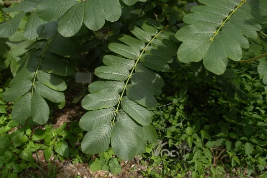 Candlestick Cassia Senna alata 100 Seeds  USA Company