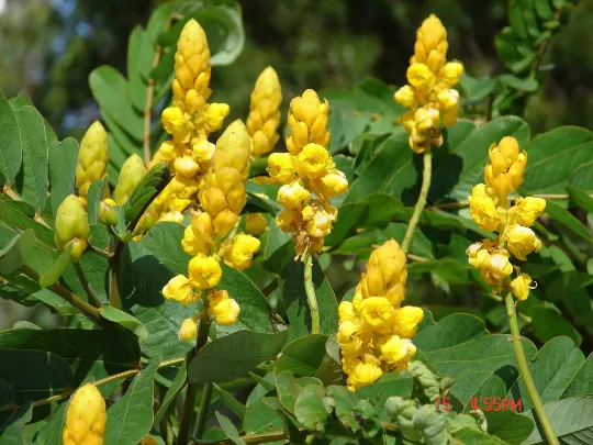 Candlestick Cassia Senna alata 100 Seeds  USA Company