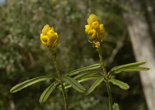 Candlestick Cassia Senna alata 100 Seeds  USA Company