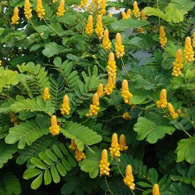 Candlestick Cassia Senna alata 100 Seeds  USA Company