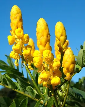 Candlestick Cassia Senna alata 100 Seeds  USA Company