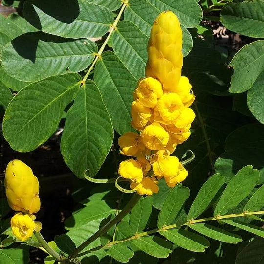 Candlestick Cassia Senna alata 200 Seeds  USA Company