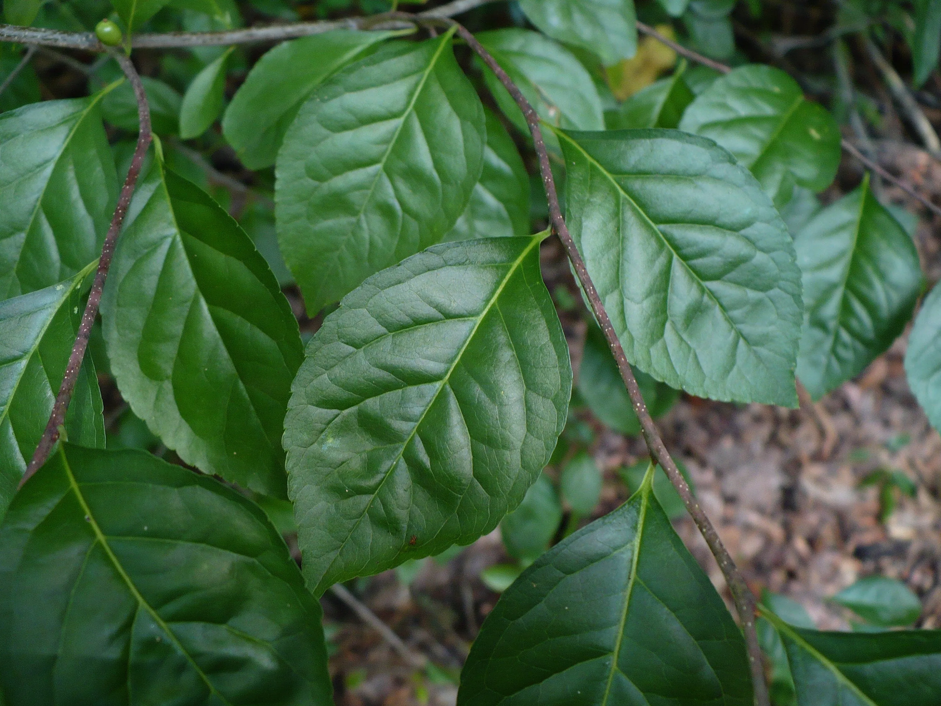 Carolina Holly ilex ambigua 10 Seeds  USA Company