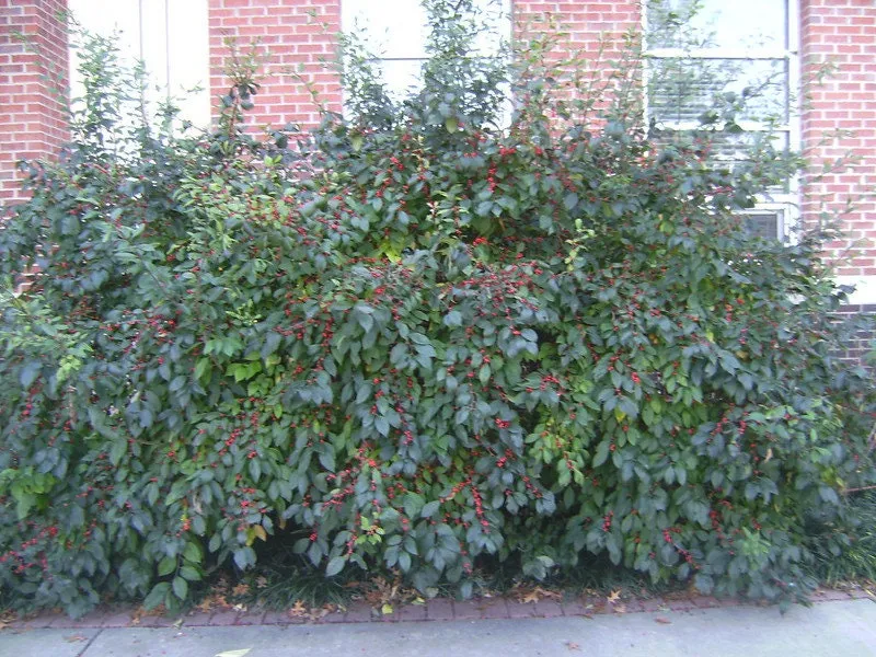 Carolina Holly ilex ambigua 10 Seeds  USA Company