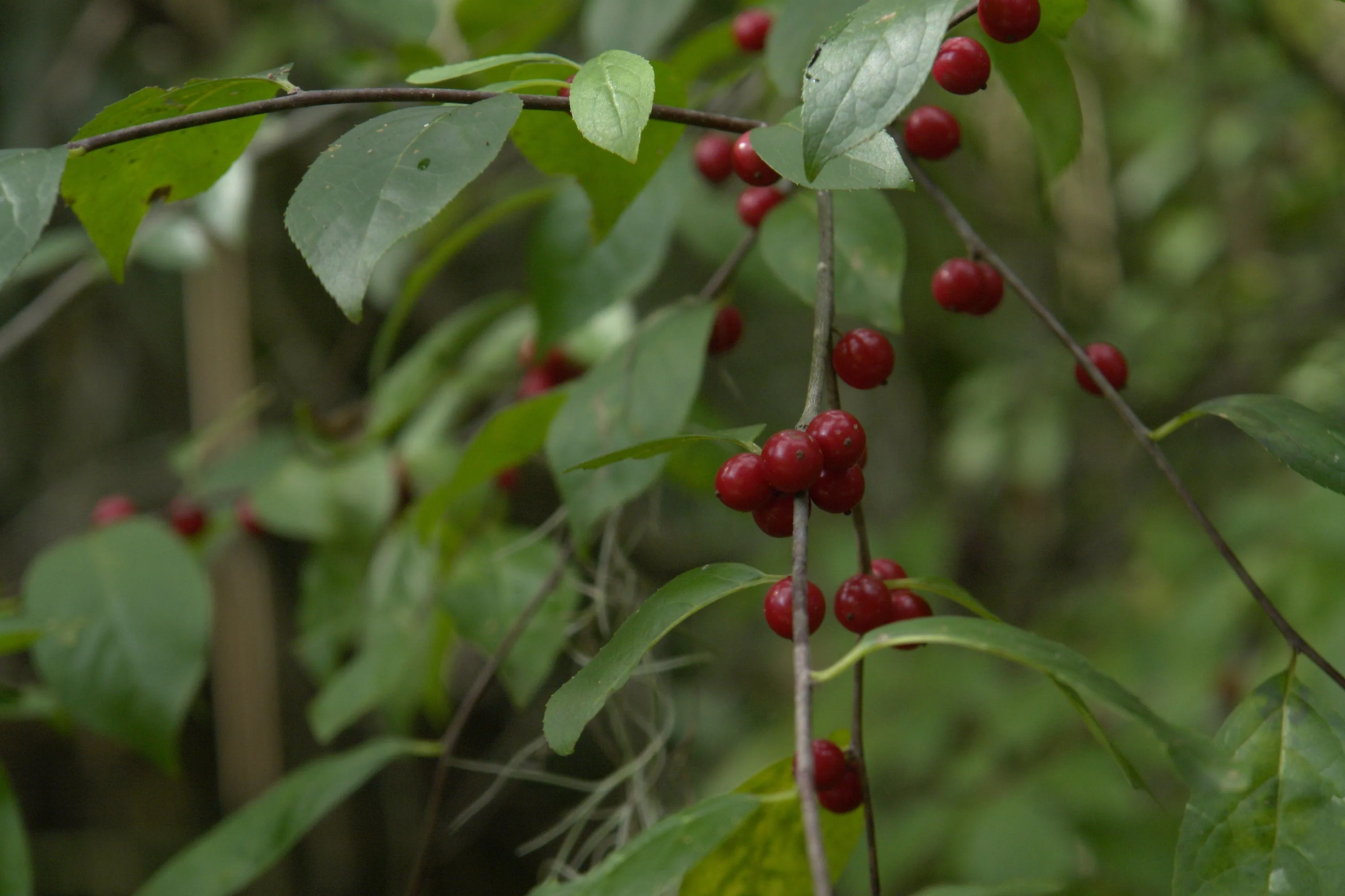 Carolina Holly ilex ambigua 10 Seeds  USA Company