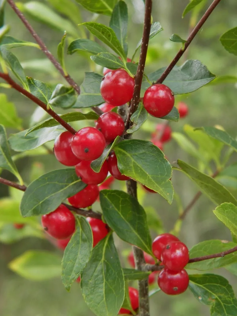 Carolina Holly Ilex ambigua 20 Seeds  USA Company