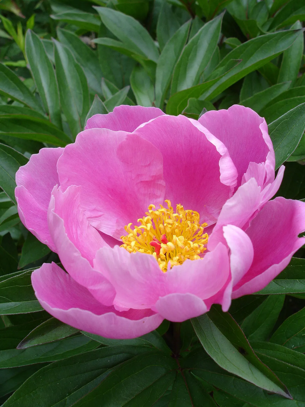 Chinese Peony Paeonia lactiflora 50 Seeds  USA Company