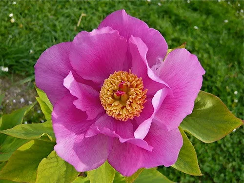 Chinese Peony Paeonia lactiflora 50 Seeds  USA Company