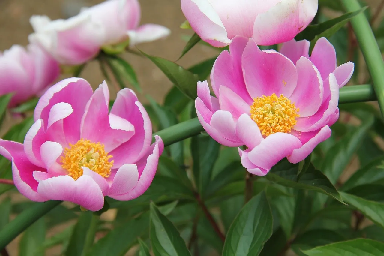 Chinese Peony Paeonia lactiflora 50 Seeds  USA Company