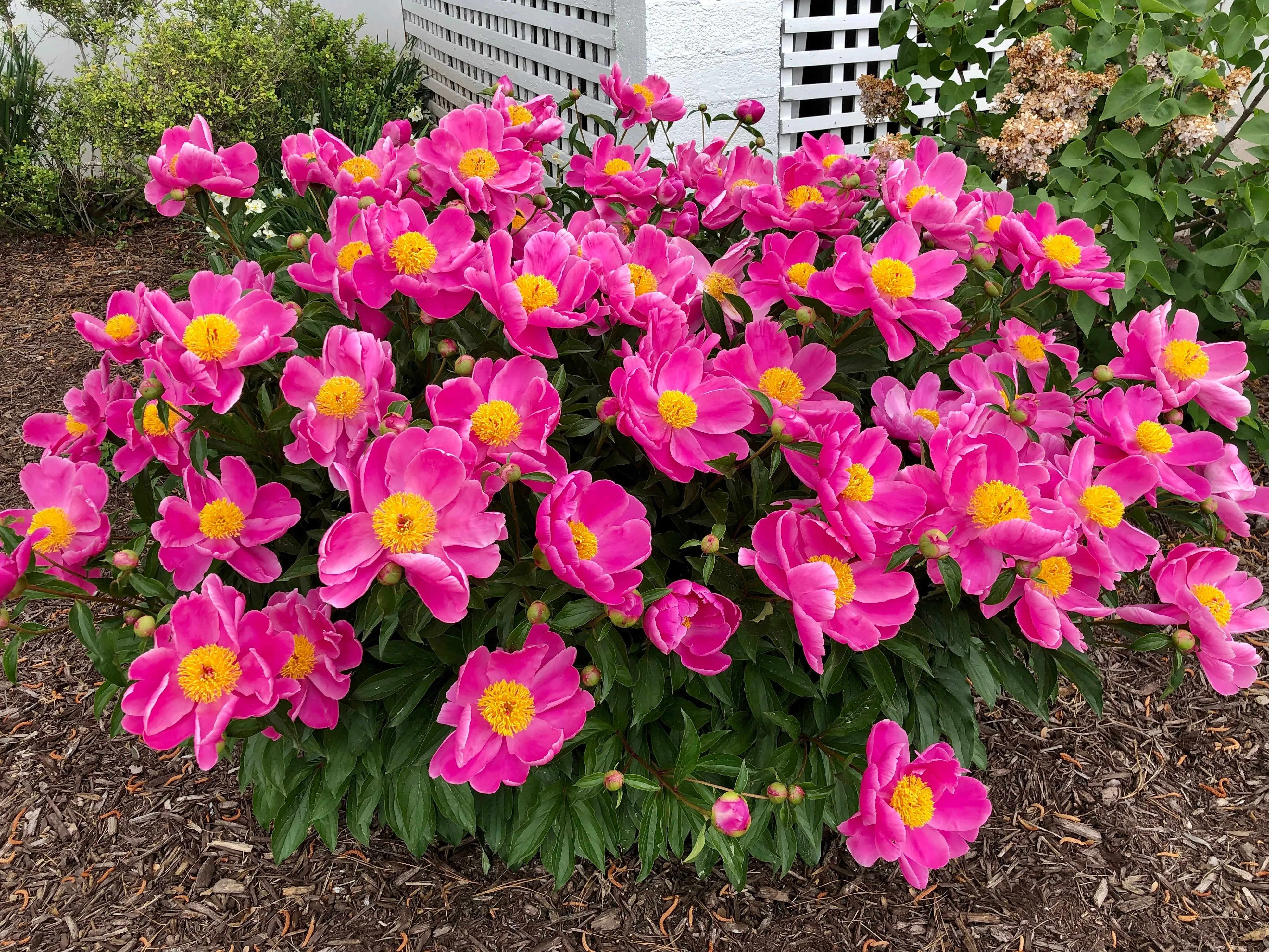 Chinese Peony Paeonia lactiflora 50 Seeds  USA Company