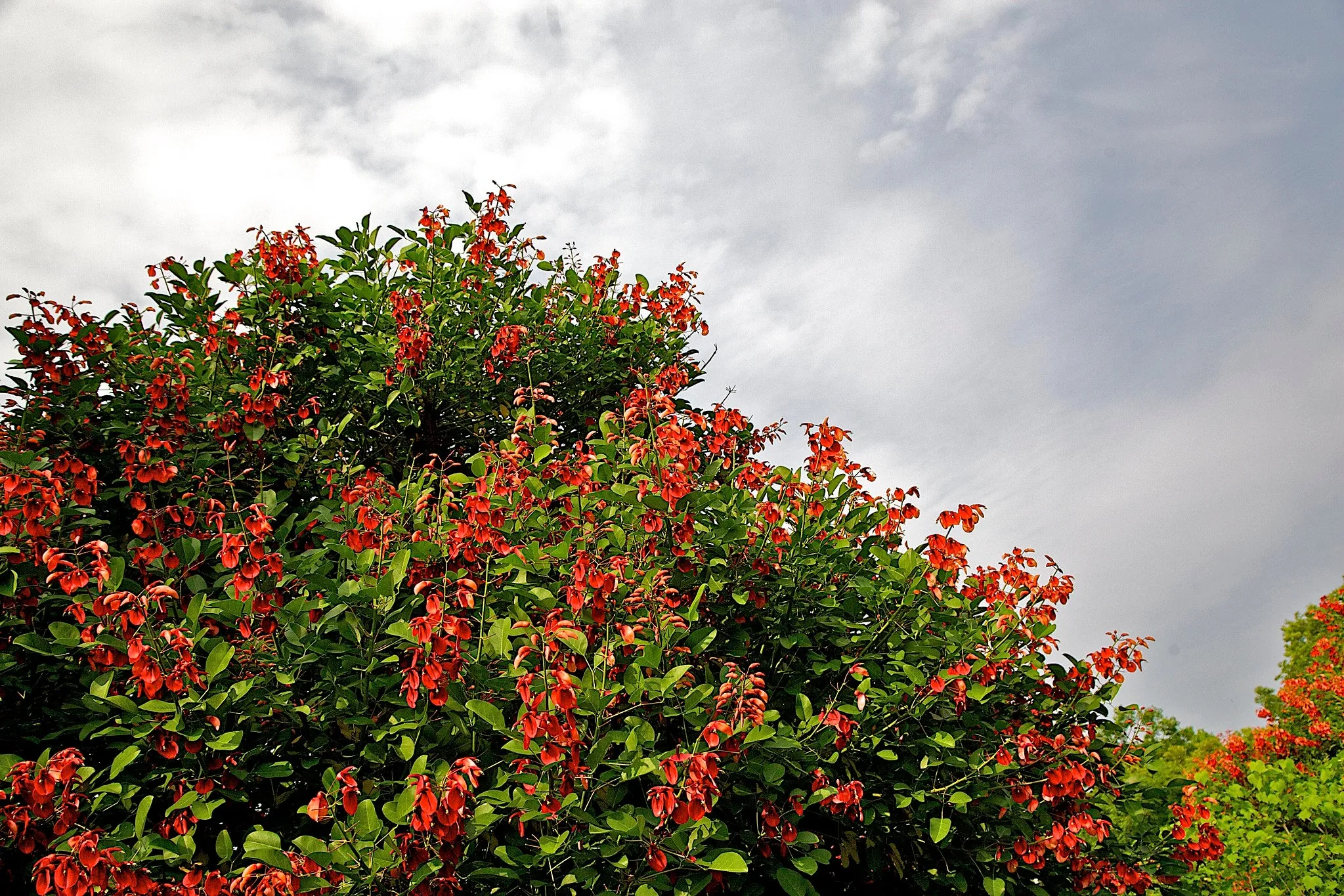 Cockspur Coral Tree  Erythrina crista-galli  5 Seeds  USA Company