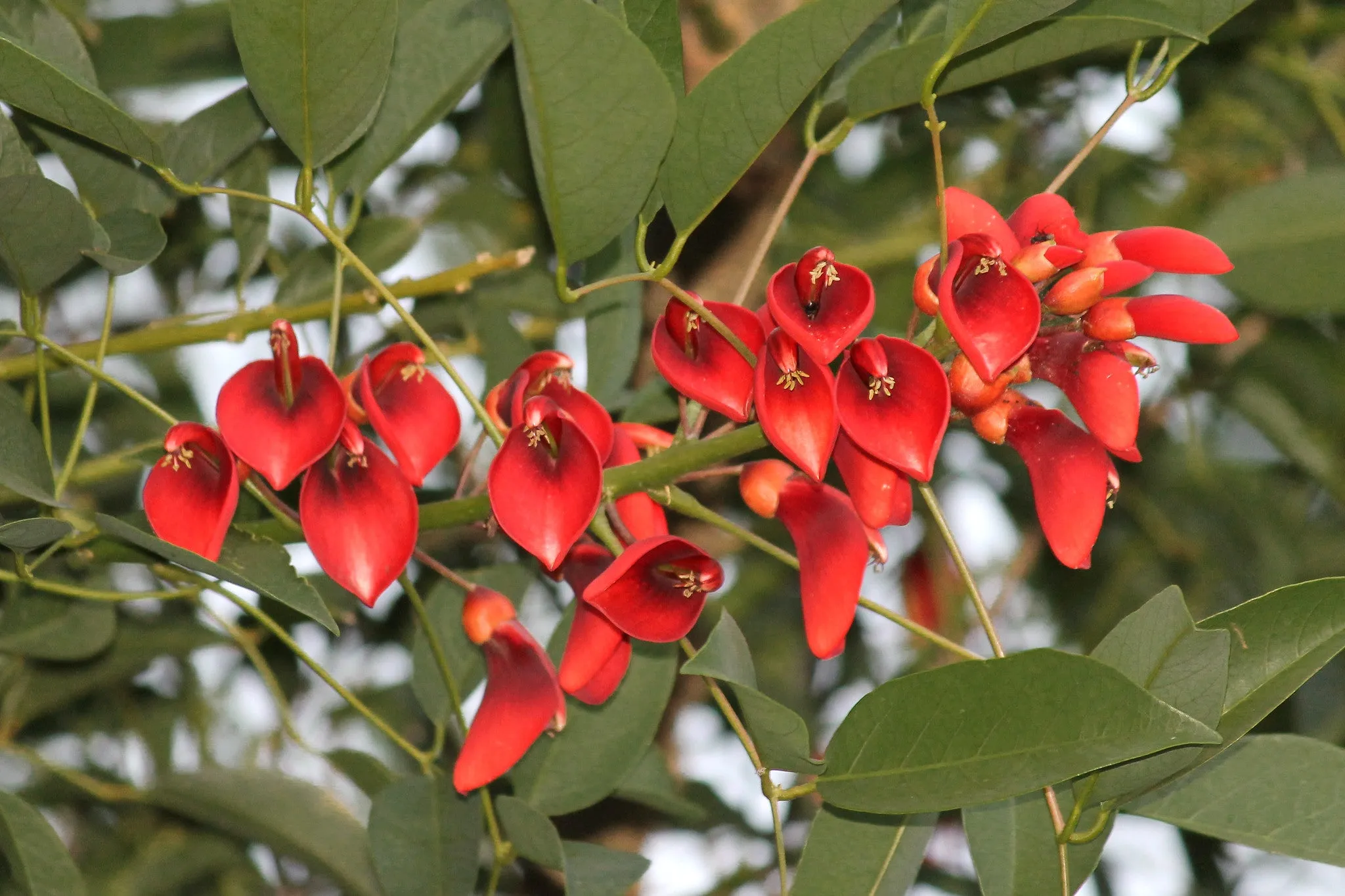 Cockspur Coral Tree  Erythrina crista-galli  5 Seeds  USA Company