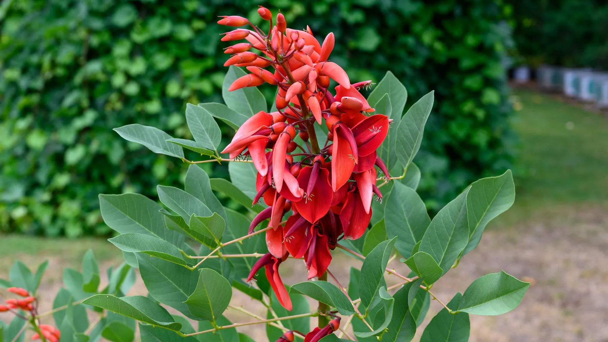 Cockspur Coral Tree  Erythrina crista-galli  5 Seeds  USA Company