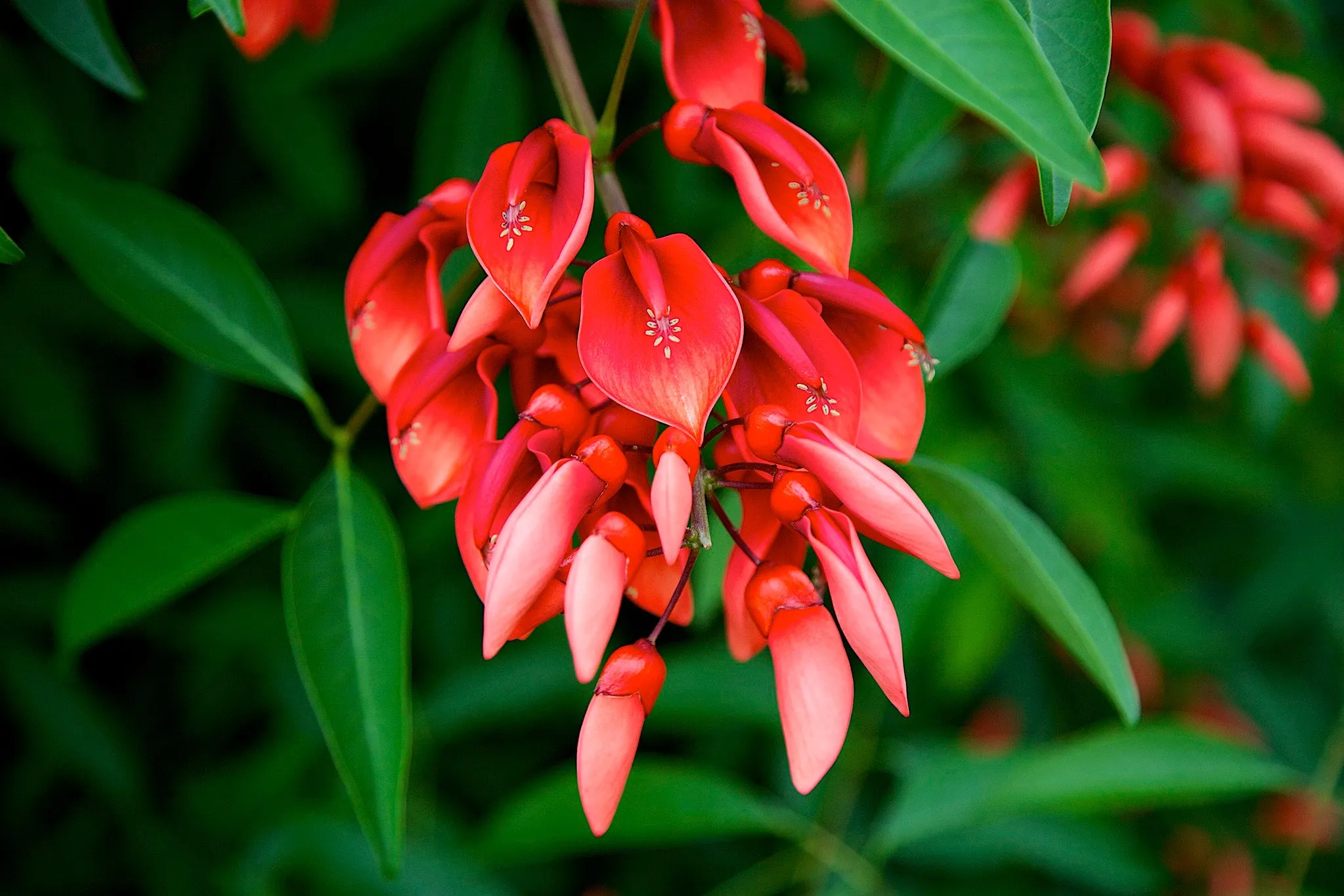 Cockspur Coral Tree  Erythrina crista-galli  5 Seeds  USA Company