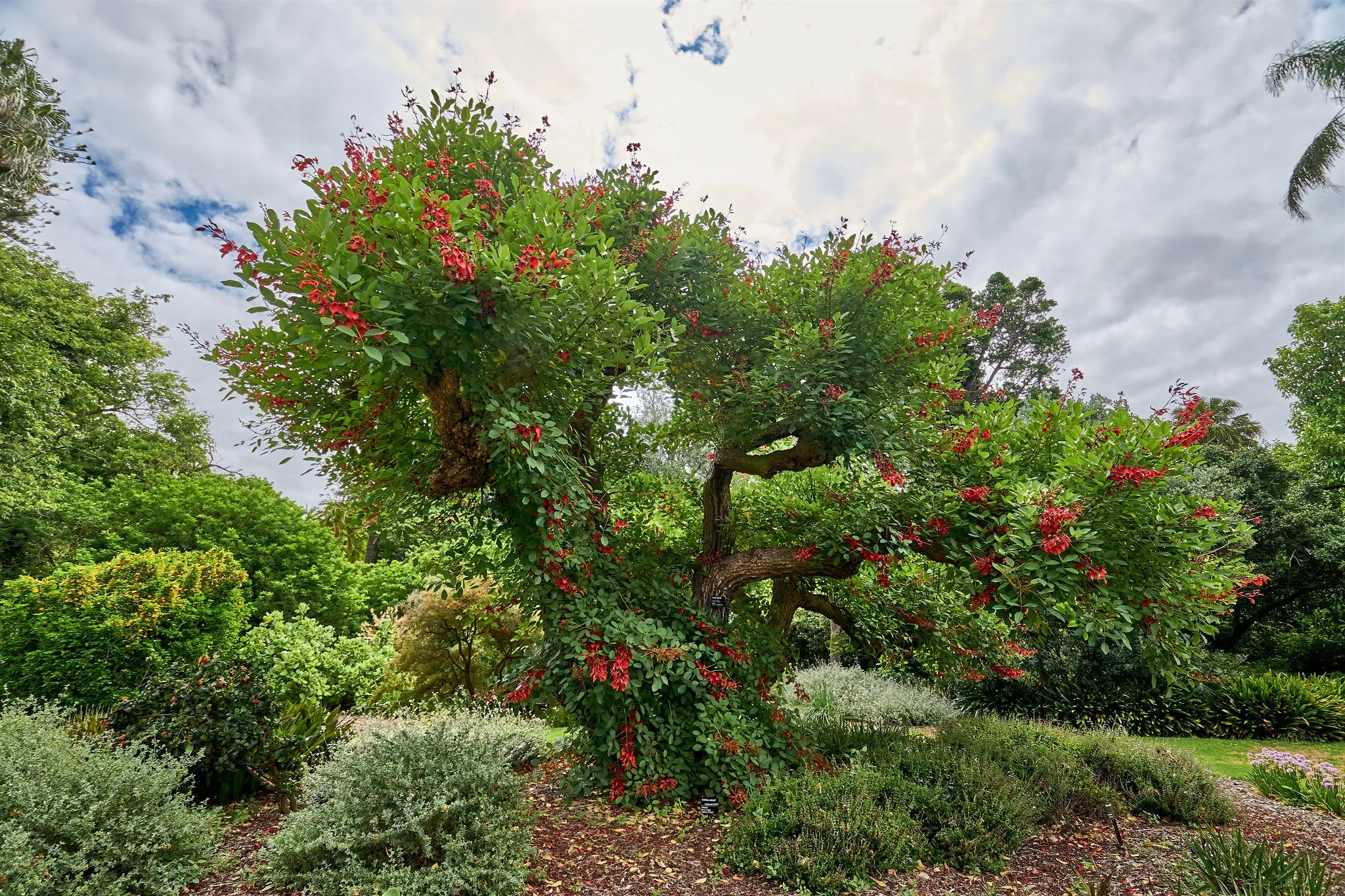 Cockspur Coral Tree  Erythrina crista-galli  5 Seeds  USA Company