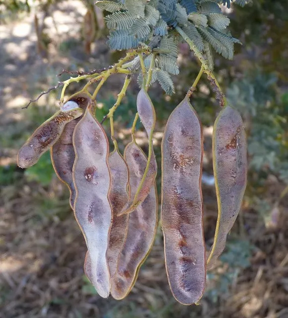 Cootamundra Wattle Acacia baileyana 200 Seeds  USA Company