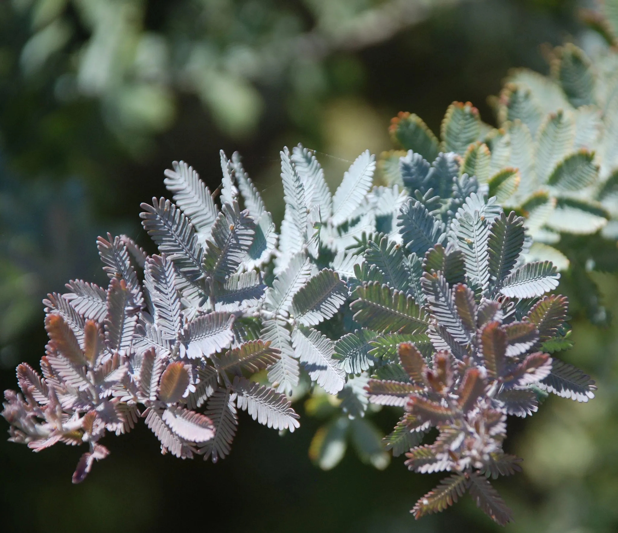 Cootamundra Wattle Acacia baileyana 200 Seeds  USA Company