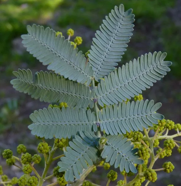 Cootamundra Wattle Acacia baileyana 200 Seeds  USA Company