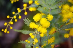 Cootamundra Wattle Acacia baileyana 200 Seeds  USA Company