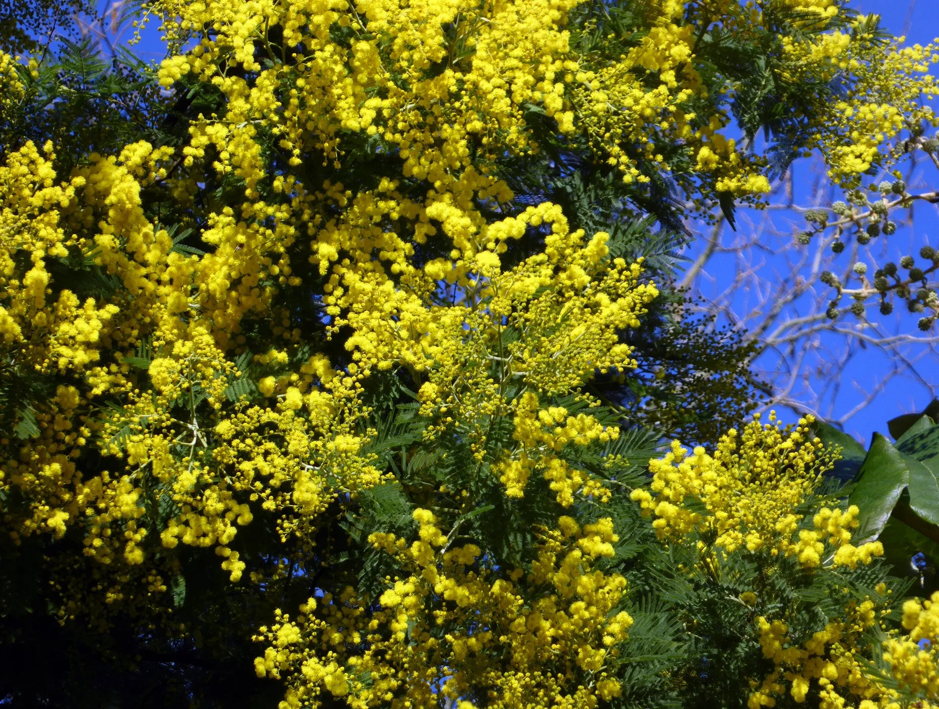 Cootamundra Wattle Acacia baileyana 200 Seeds  USA Company