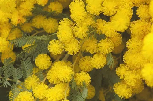 Cootamundra Wattle Acacia baileyana 200 Seeds  USA Company