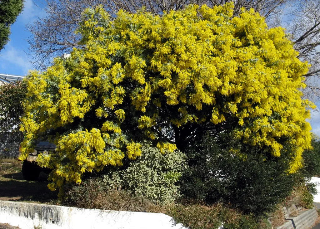 Cootamundra Wattle Acacia baileyana 200 Seeds  USA Company