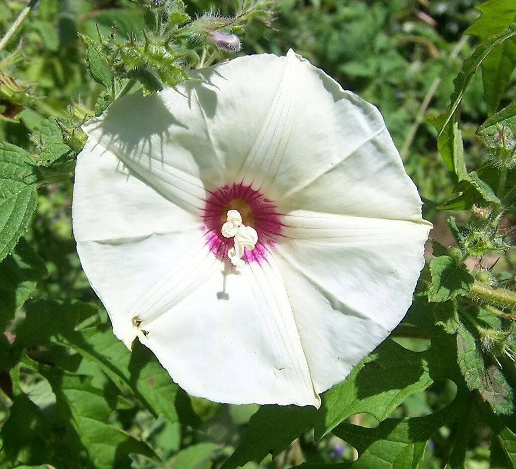 Cutleaf Morning Glory Merremia dissecta 20 Seeds  USA Company