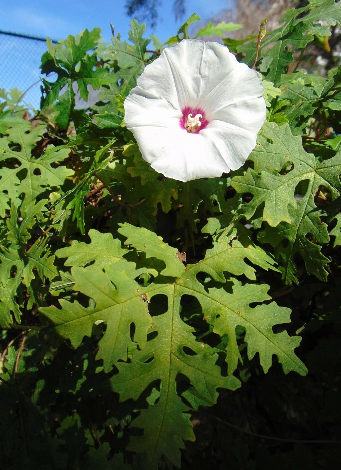 Cutleaf Morning Glory Merremia dissecta 20 Seeds  USA Company