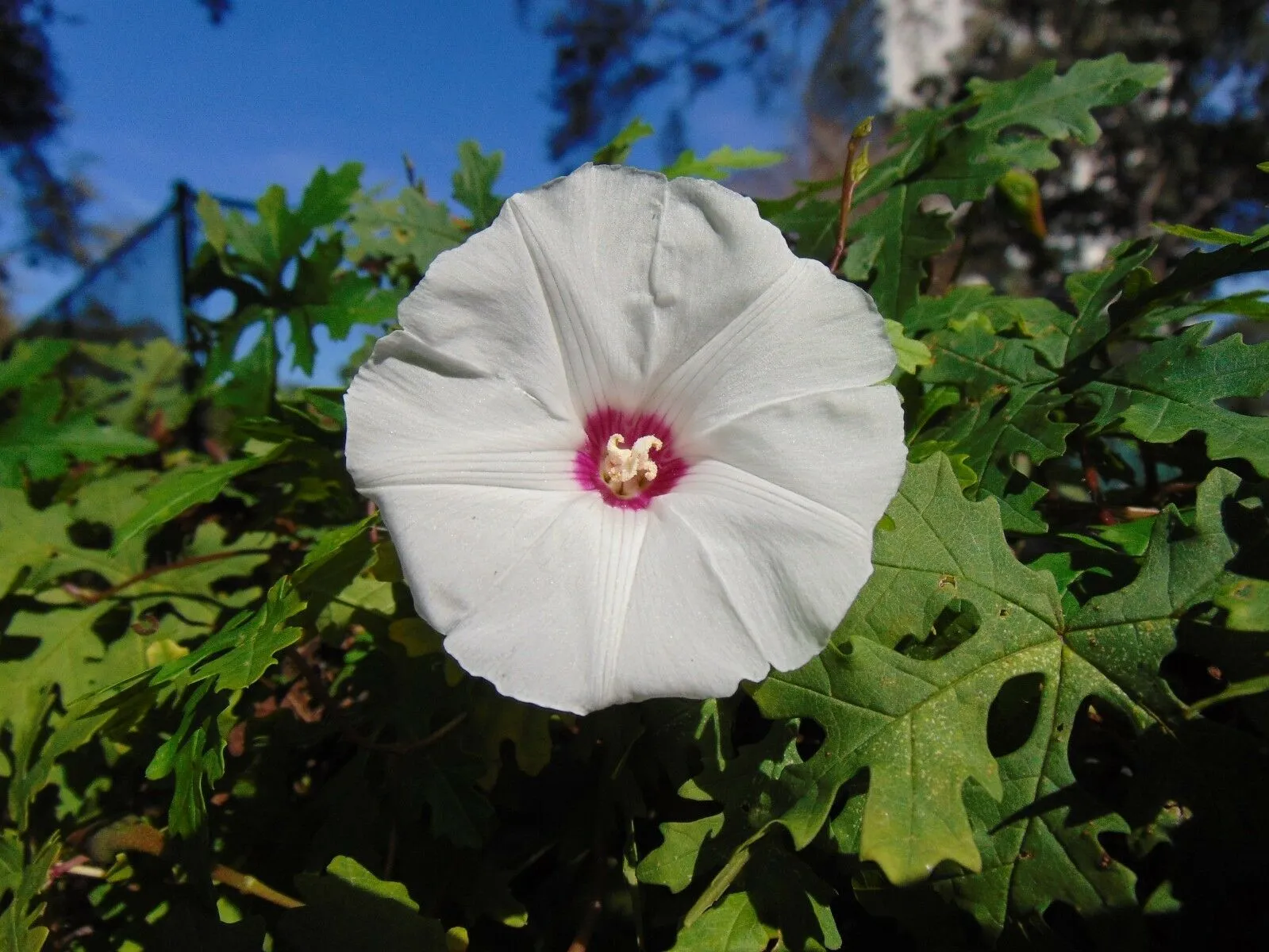 Cutleaf Morning Glory Merremia dissecta 20 Seeds  USA Company