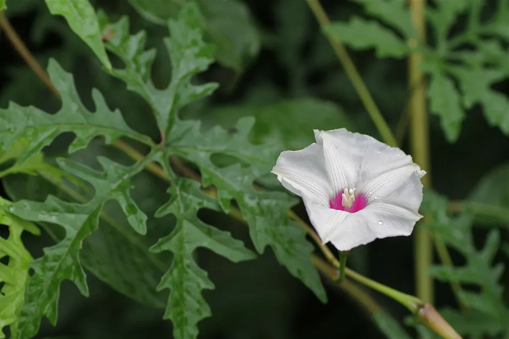 Cutleaf Morning Glory Merremia dissecta 20 Seeds  USA Company