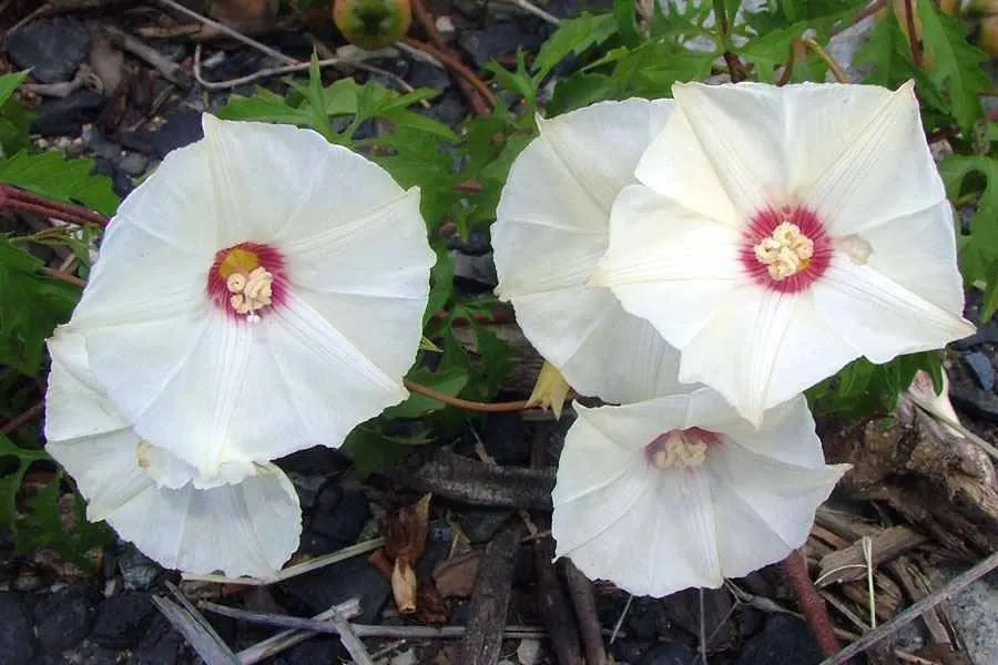 Cutleaf Morning Glory Merremia dissecta 20 Seeds  USA Company