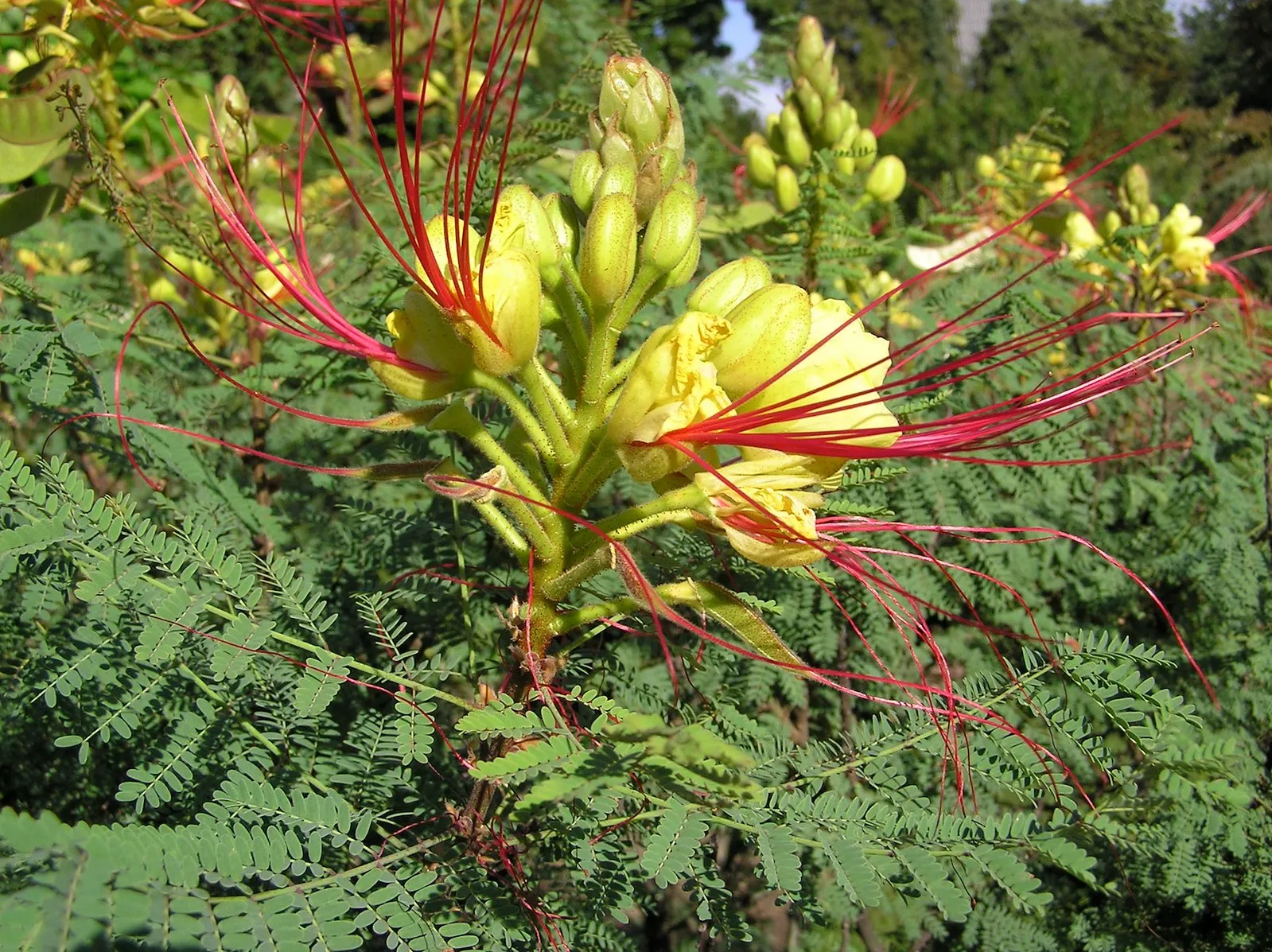 Desert Bird of Paradise  10 Seeds  Caesalpinia gilliesii  USA Company