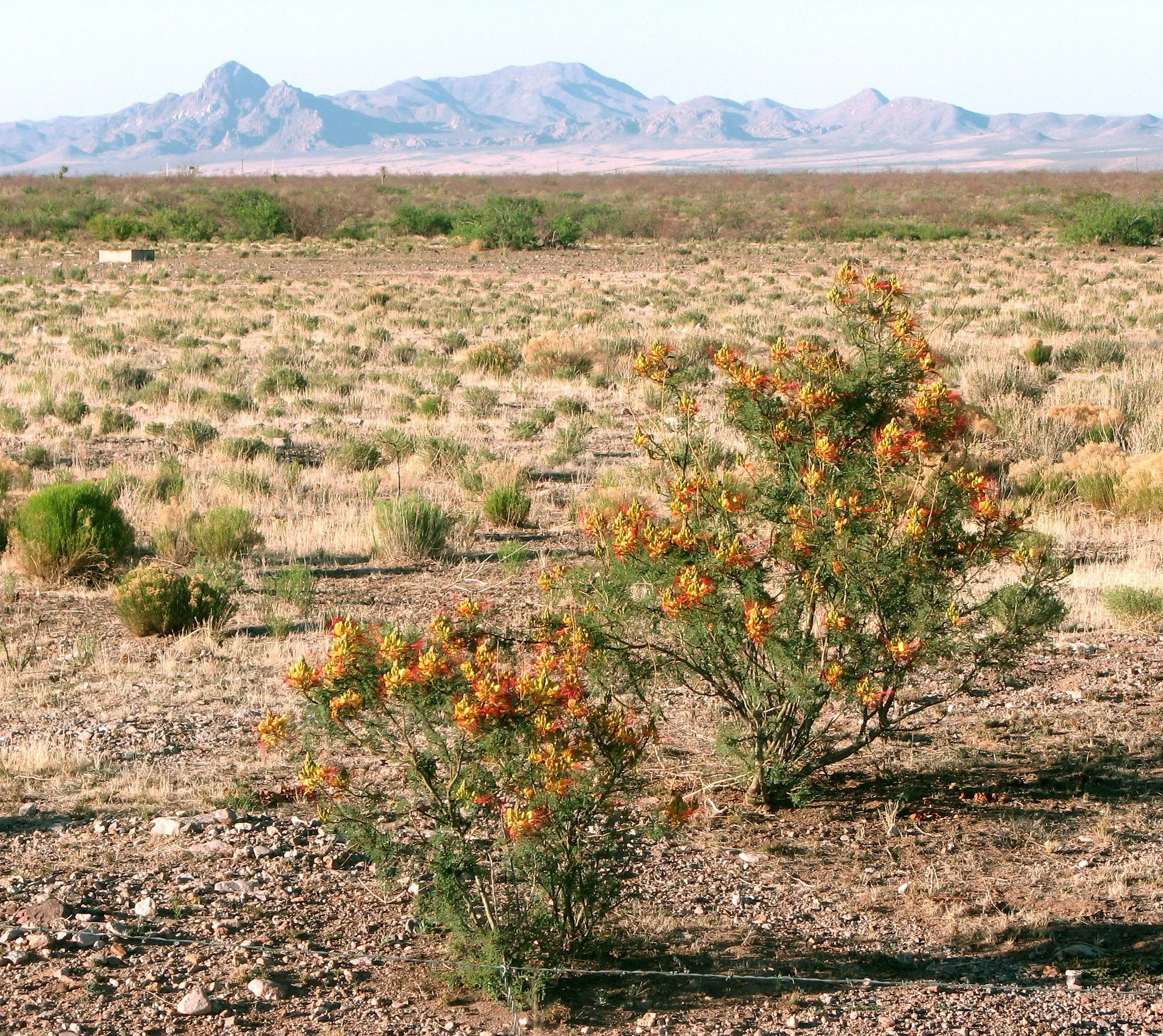 Desert Bird of Paradise  10 Seeds  Caesalpinia gilliesii  USA Company