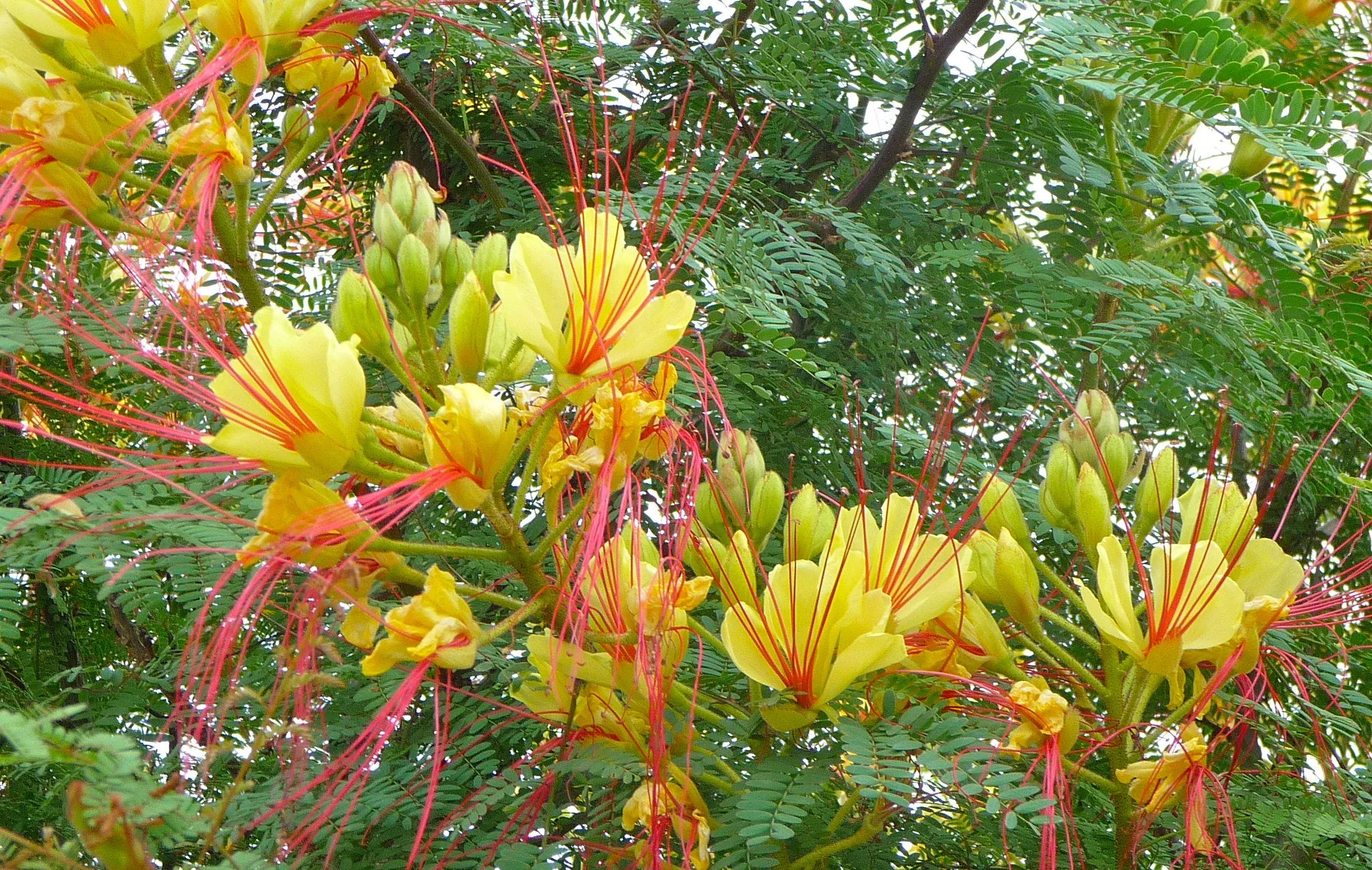 Desert Bird of Paradise  10 Seeds  Caesalpinia gilliesii  USA Company